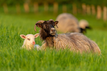 A lamb and a sheep in the grass © Bernd Brueggemann