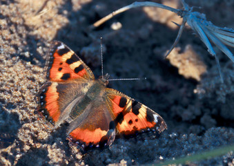 Aglais urticae, Nymphalis urticae. Macro. Butterfly on the bare stems of the grasses and late flowers