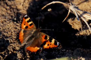 Fototapeta na wymiar Aglais urticae, Nymphalis urticae. Macro. Butterfly on the bare stems of the grasses and late flowers