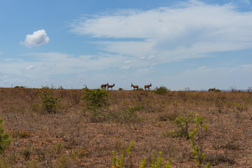 African landscape with herd of wild red hartebeest grazing