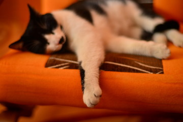 Czarno biały kot śpiący na pomarańczowo-brązowym fotelu, zbliżenie na wyciągniętą łapę na pierwszym planie 1 - obrazy, fototapety, plakaty