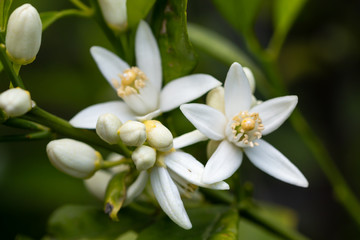 Fototapeta na wymiar orange tree branch and blossoms. close up flower photo