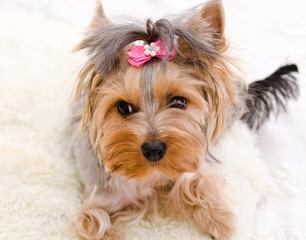 Beautiful funny puppy yorkshire terrier with bow
