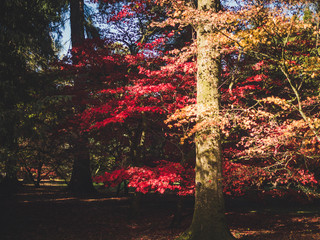 Woodland scene during autumn in the UK 2018. Image shows a section of an arboretum. 