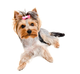 Beautiful funny puppy yorkshire terrier with bow isolated on a white