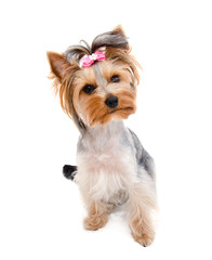 Beautiful funny puppy yorkshire terrier with bow isolated on a white