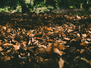 fallen leaves on ground during autumn in the UK 2018