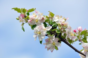 Apfelblüte im Frühling