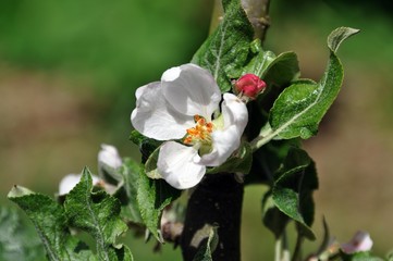 Fototapeta premium Apfelblüte im Frühling