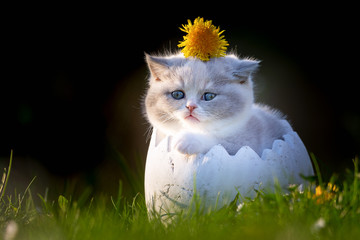 Britisch Kurzhaar Kitten sitzt im Ei mit Blume - Ostern 
