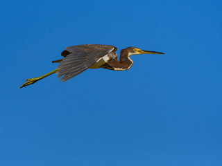 Tricolored Heron in Flight on Blue Sky