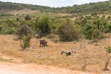 Wild warthog near the kudu antelope skeleton in African wilderness