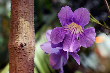 Clytostoma callistegioides - Lavender Trumpet Vine flower.