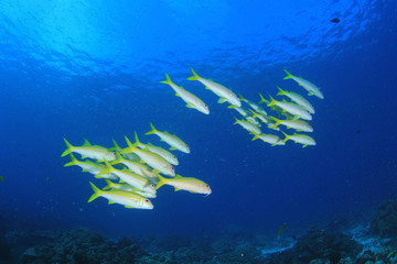 Fototapeta na wymiar Coral reef and fish in Indian Ocean 