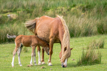 A horse and a foal on a meadow