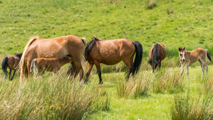 Obraz na płótnie Canvas A horse and a foal on a meadow