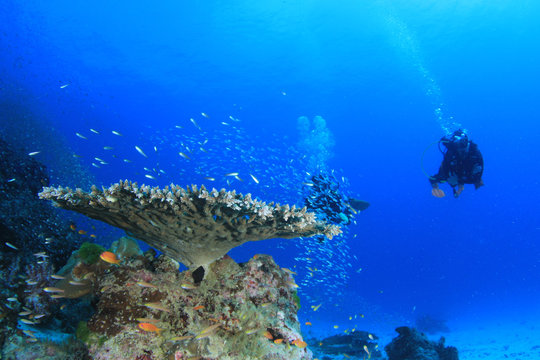 Scuba divers on coral reef 