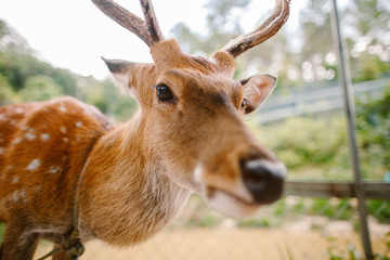 A deer on a chain in Prenn park.