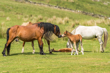 Obraz na płótnie Canvas Horses and foals on a meadow