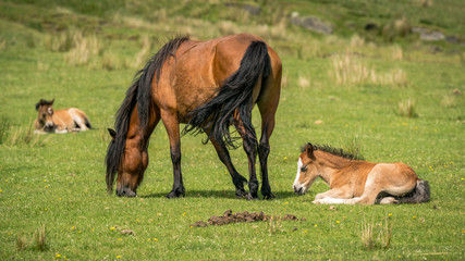 Fototapeta premium Horses and foals on a meadow