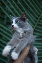 frightened cat, animal being held, gray furry cat being seized