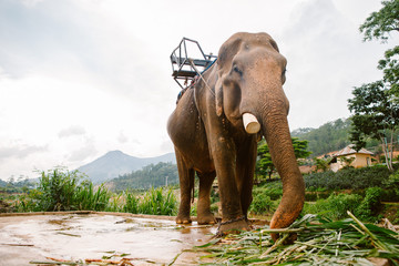 Fototapeta na wymiar Elephant in the park Prenn. Vietnam