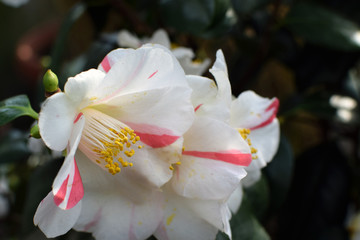 White and pink Camellia japonica flower