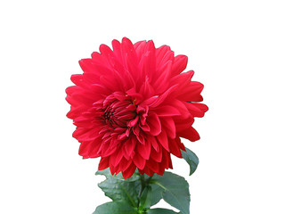 flower 3d render  on white  background