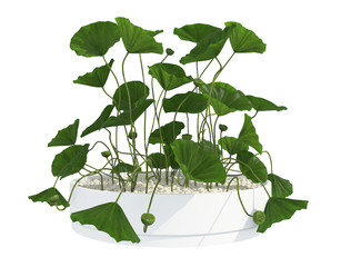 plant 3d render  on white  background