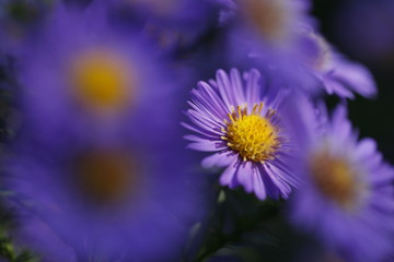 Obraz premium aster et rosée du matin