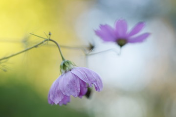fleurs violettes