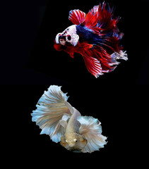 Betta Siamese fighting fish, Betta splendens Pla-kad (biting fish) Thai, trey krem Khmer, popular aquarium fish. Red white half moon long delta rose tail Betta fighting motion isolated on black