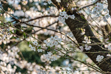 Sakura (Cherry Blossom)  blooming in spring around Ueno Park in Tokyo , Japan.