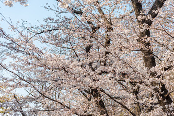Sakura (Cherry Blossom)  blooming in spring around Ueno Park in Tokyo , Japan.