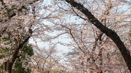 Sakura (Cherry Blossom)  blooming in spring around Ueno Park in Tokyo , Japan.