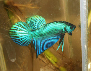 fighting fish  betta thailand 