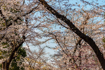 Sakura (Cherry Blossom)  blooming in spring around Ueno Park in Tokyo , Japan.