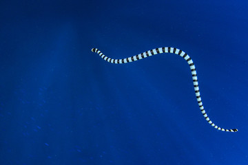 Banded Sea Krait (Snake)