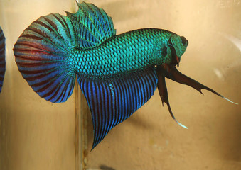 fighting fish  betta thailand 