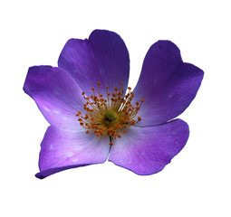 flower on white  background