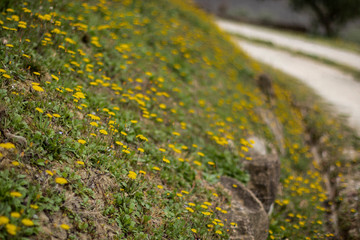 Yellow flowers in bloom on a flowerbed edge