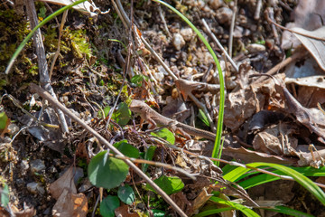 春先、草むらの中のカナヘビの赤ちゃん　The baby lacertid (a kind of lizard) on the grass in early spring
