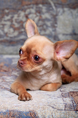 Portrait of a cute chihuahua dog
