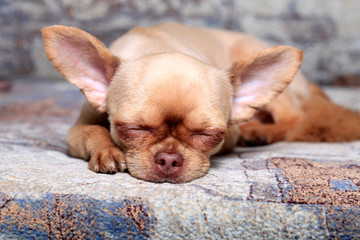 Cute chihuahua dog sleeping at home on the couch