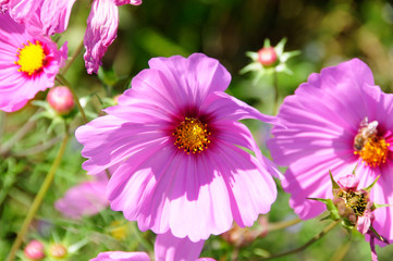 Obraz premium Cosmea