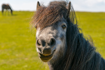 Fototapeta premium 'The happy horse' - a 'smiling' horse on a meadow with some other horses in the blurry background