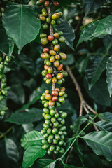 Green and Red Arabica coffee berries from coffee tree in the Akha village of Maejantai on the hill in Chiangmai, Thailand.
