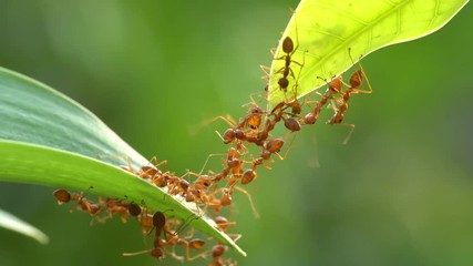 Ant action standing.Ant bridge unity team,Concept team work together