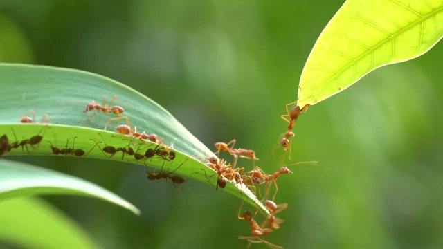 Ant action standing.Ant bridge unity team,Concept team work together
