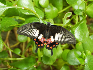 Black Swordtail Butterfly tropical species with red heart spots in forest (Graphium colonna)